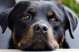 Wie der Rottweiler in Rottweil heißt